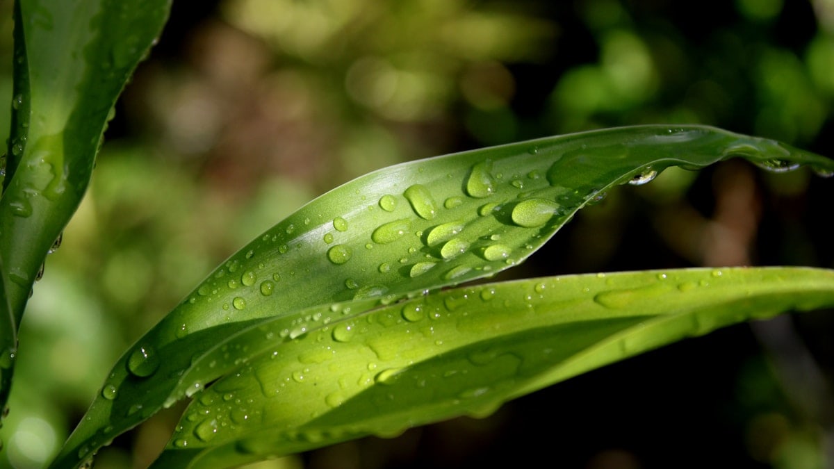A green leaf with water drops on it